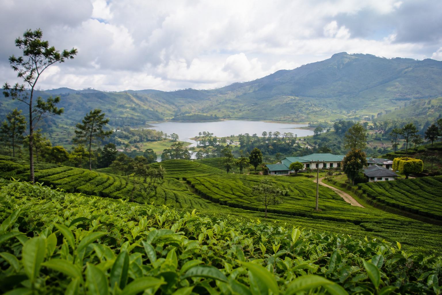 Tea estate in the hill country of Sri Lanka